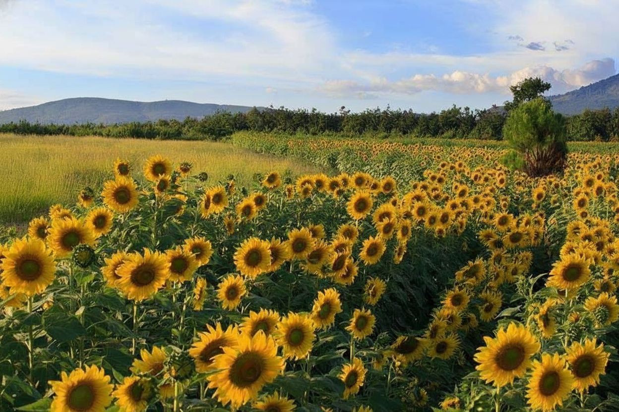 Cánh đồng hoa Đà Lạt Cánh đồng hoa Đà Lạt