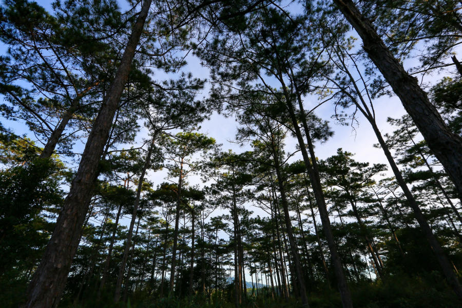 Rừng thông Măng Đen